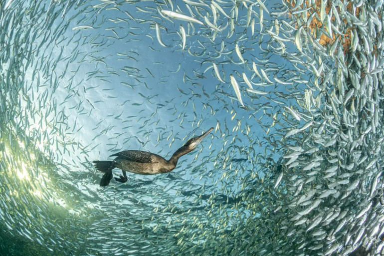 Фото перемогло у номінації Птахи в довкіллі