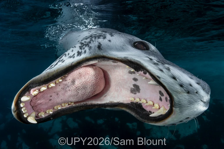 Паща морського леопарда