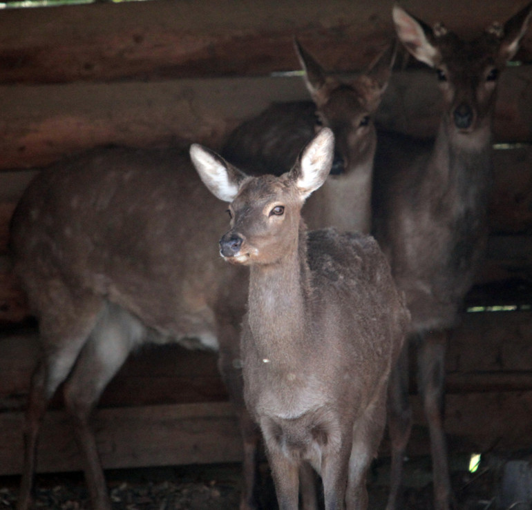 Spotted deer were rehabilitated in the Kyiv Zoo