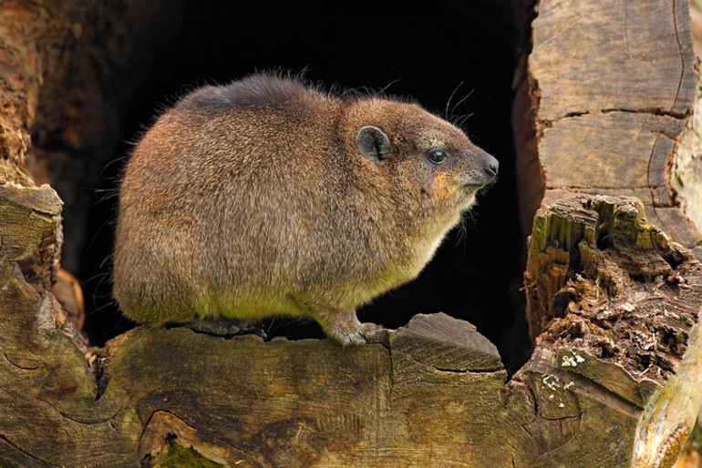 Procavia capensis