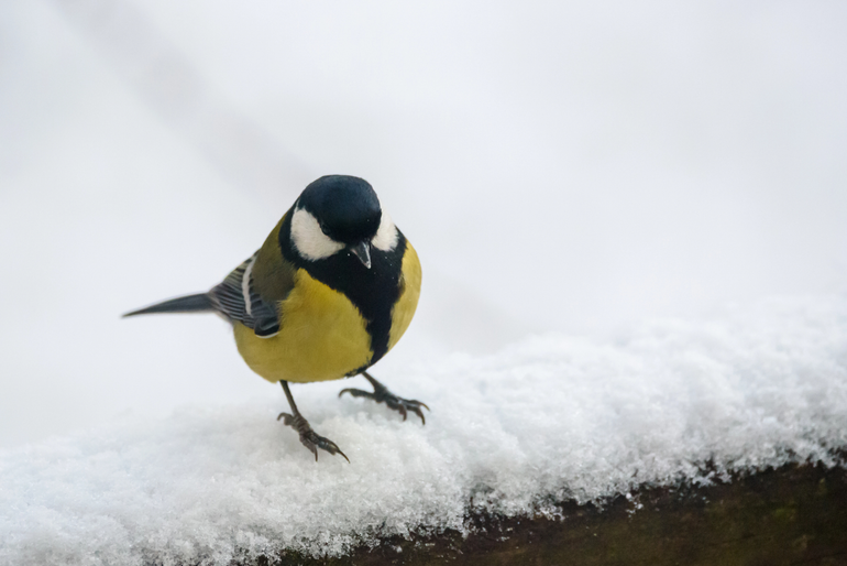 Не варто силоміць годувати птаха, тим паче продуктами, які вживають люди