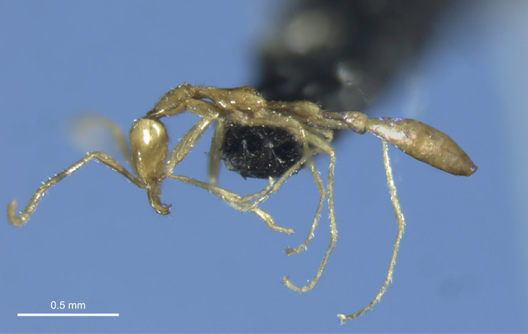A new species of ant named after Voldemort