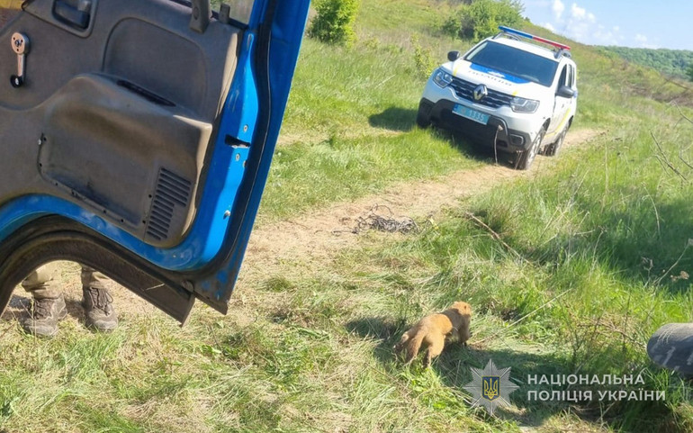 Полювання на бабака степового заборонене, оскільки він внесений до Червоної книги. qhkiqzeidzxitxroz