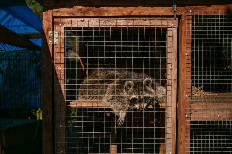 Евакуація єнота