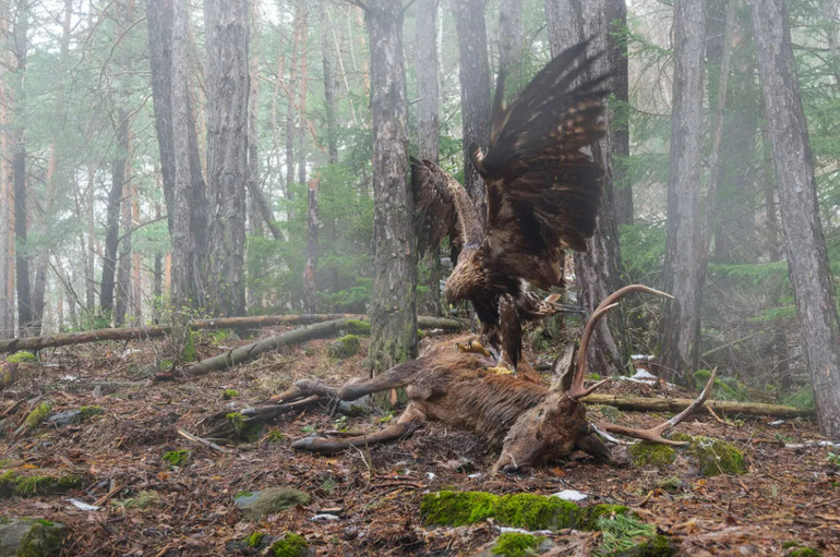 Олень загинув під колесами автомобіля в сосновому лісі неподалік від будинку фотографа