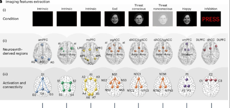 Схема активностей мозку у пацієнтів з різними біотипами депресії