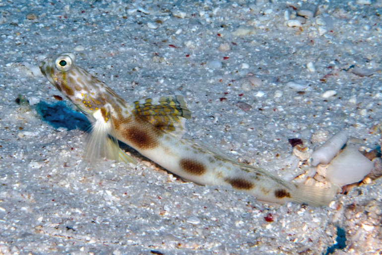 Бичок-креветка острова Леді-Елліот Tomiyamichthys elliotensis