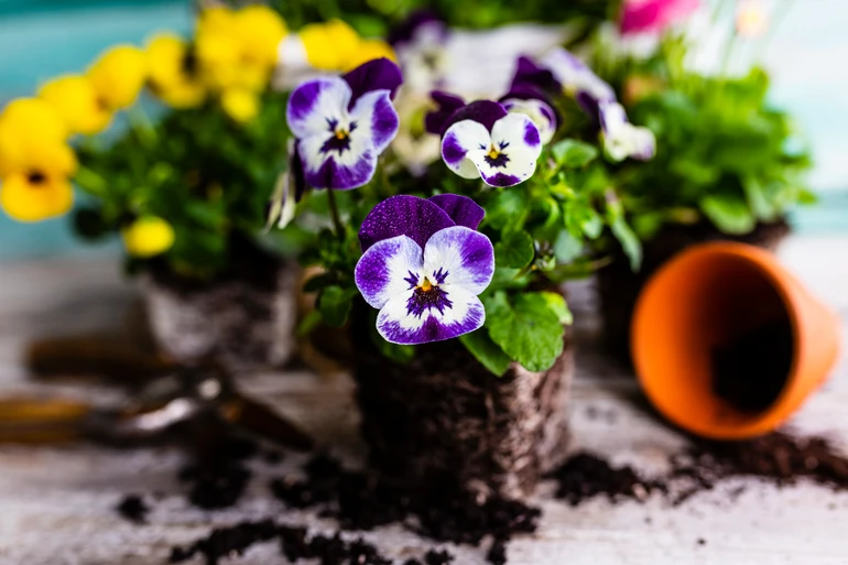 Розмочені саджанці легко дістати з контейнера і не пошкодити коріння.