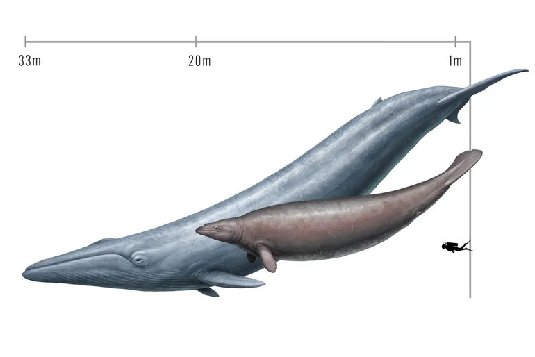 Comparison of Perucetus colossus (right) with a blue whale