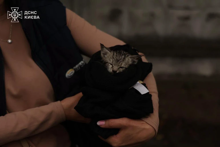 Врятоване у Києві кошеня