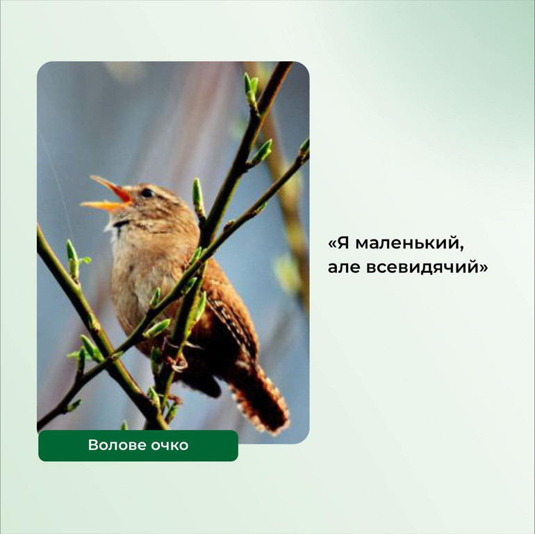 Bird's hair