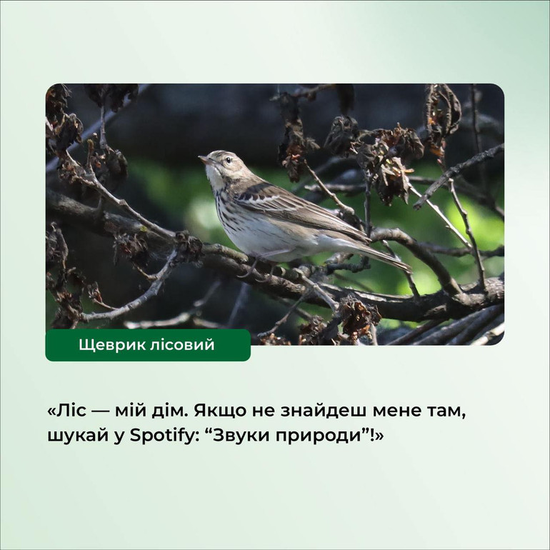 A forestry forest on a branch