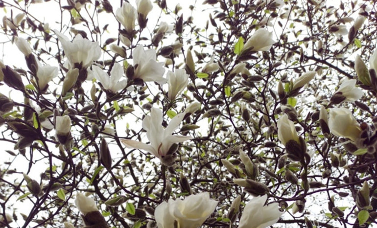 White magnolia flowers appeared in Mukachevo