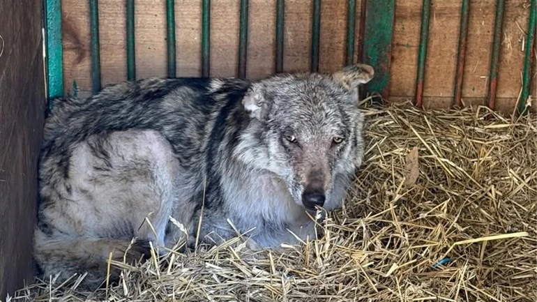 Вовк має сильний посттравматичний синдром