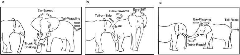 Які звуки видають слони і як вітаються одне з одним