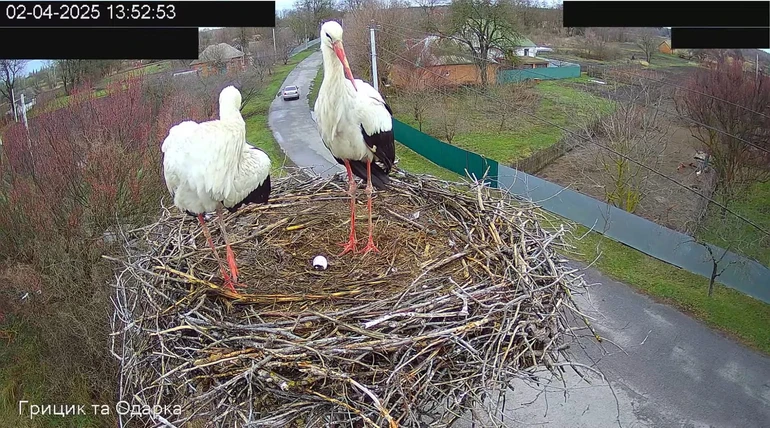 Одарка і Грицик