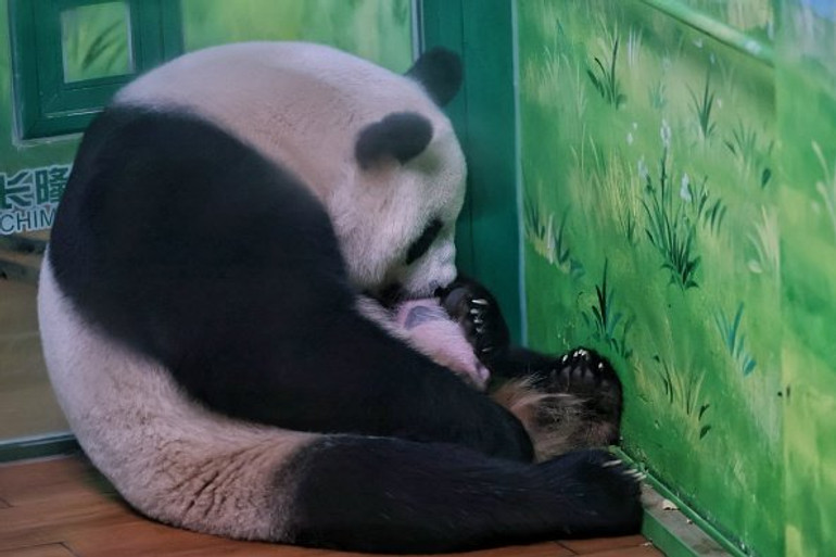 Панда народила дитинча