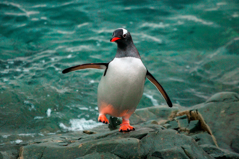 Субантарктичний пінгвін