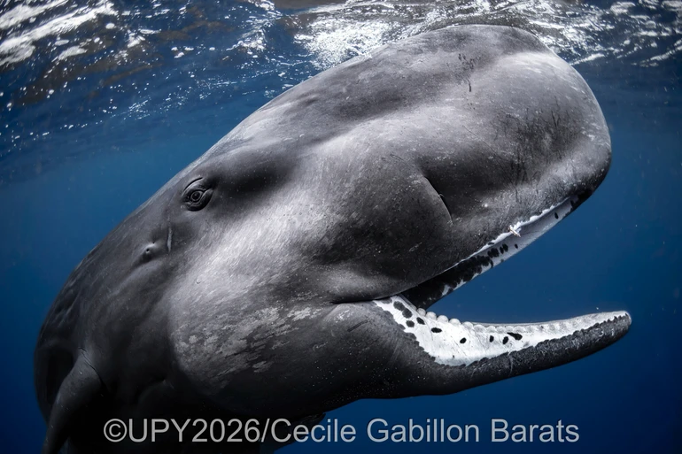 Кашалот в океані