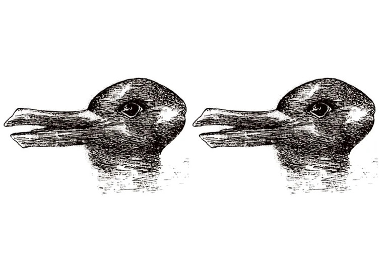 Зображення двох качок чи зайців