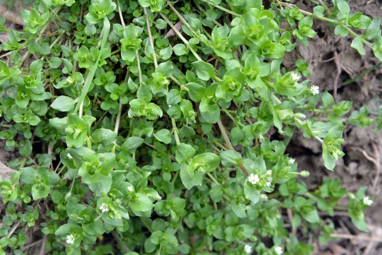 Stellaria media