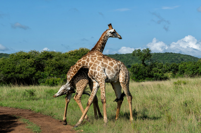 Для пошуку їжі: вчені з'ясували, чому жирафам потрібна довга шия