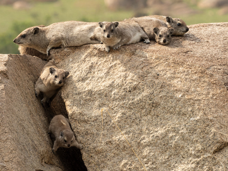 Сімейство даманів (hyrax) на скелях