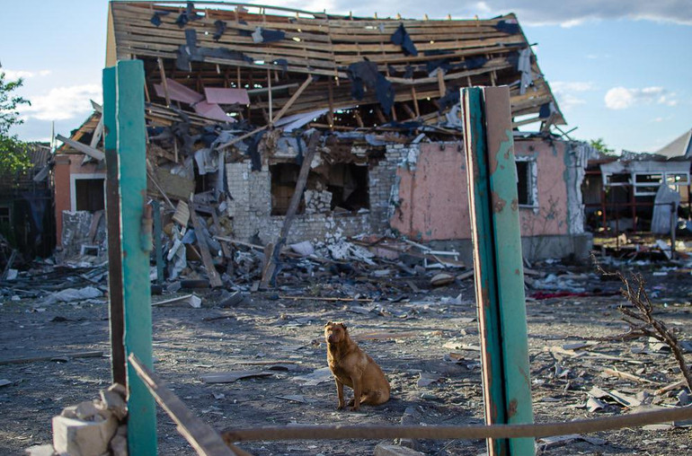 Пес на руїнах дому в Лимані