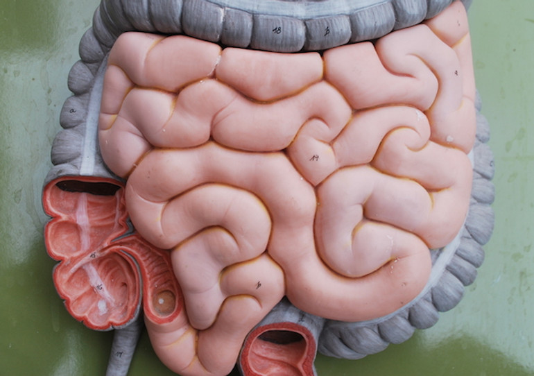 Model of the human intestine