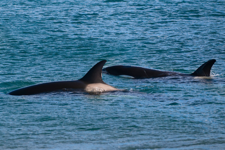 Killer whales in the natural environment