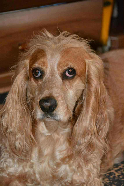 Олегова спаніель