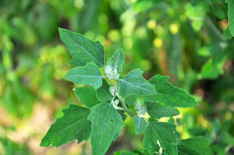 Chenopodium album