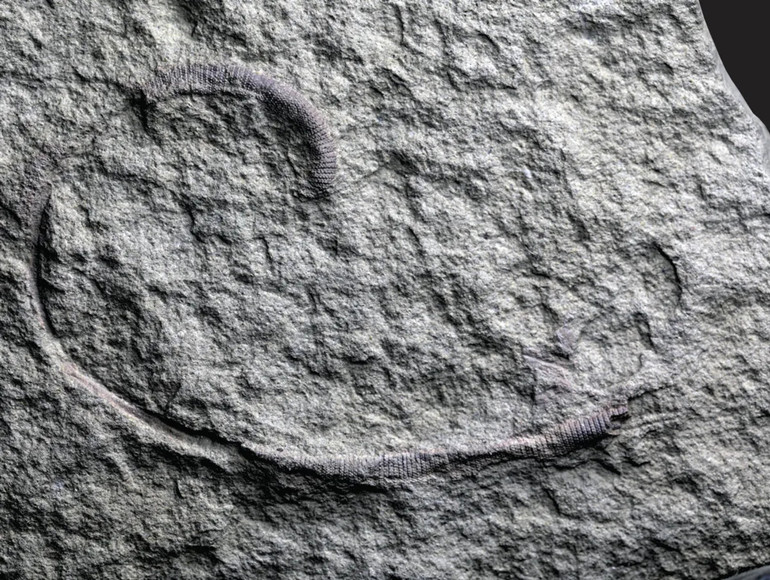 Доісторичний морський черв’як Radnorscolex latus