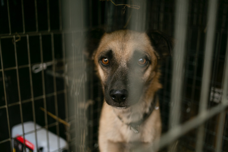 Порятунок тварин із зони бойових дій