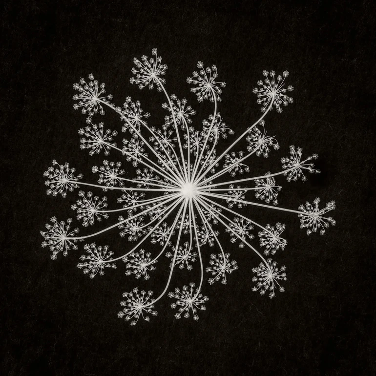 Квітка дягеля