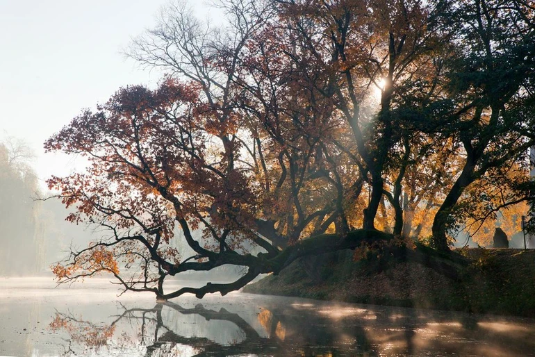 3 місце – 110-річний в’яз із Польщі