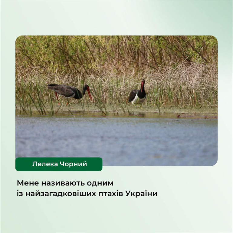 Black stork on the pond