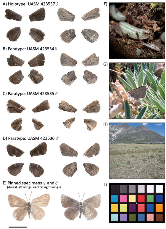 Вид Satyrium semiluna