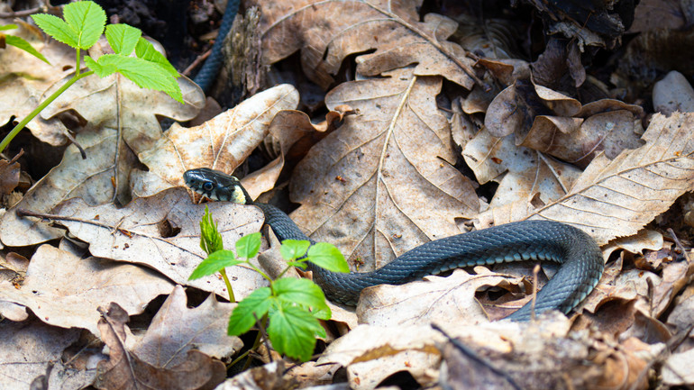 У цю пору в лісі треба бути особливо уважними, аби не потривожити його мешканців.