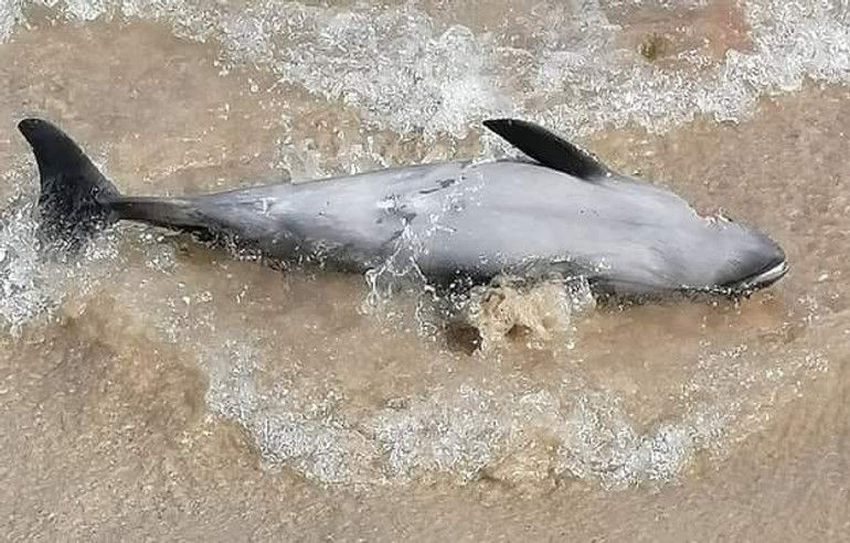 За місяць у Чорному морі внаслідок воєнних дій загинули десятків китоподібних