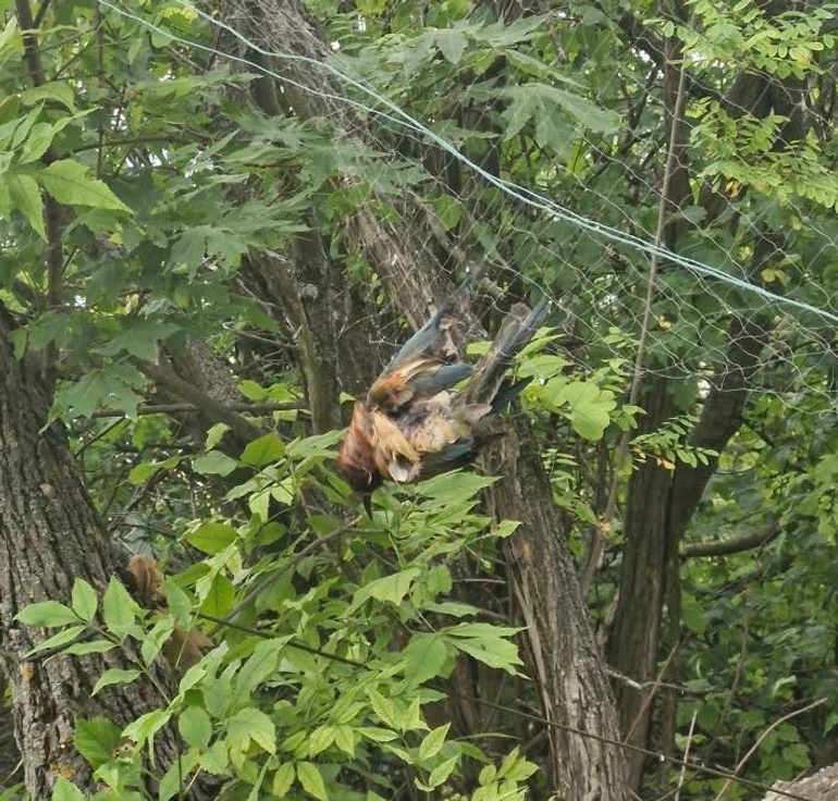 війна вплив на птахів