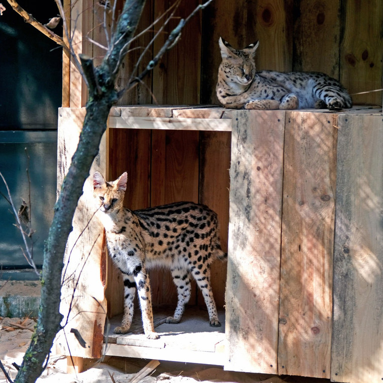 Для комфорту сервалів фахівці КиївЗоо власноруч створили нову простору оселю