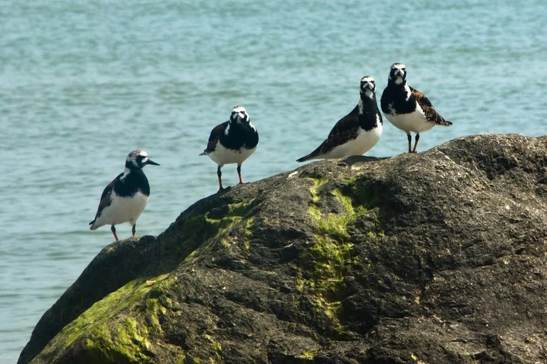 Птахи до війни
