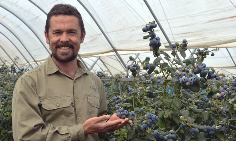 Agronomist Brad Hocking at Costa Blueberry Farm