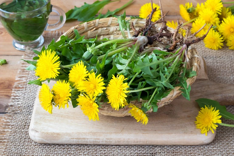 Taraxacum officinale