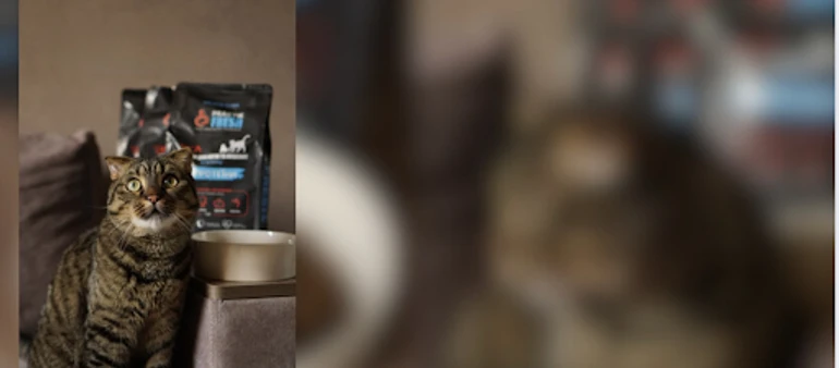 Їжа для котів та кошенят 4 протеїни Practik Fresh