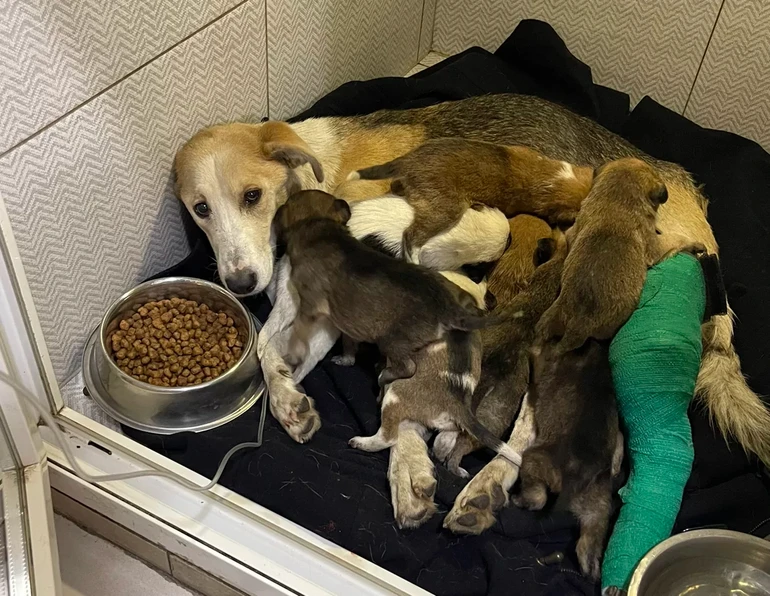 На фото собака Ізольда, яку волонтери евакуювали з Покровського напрямку. Листопад 2024 року