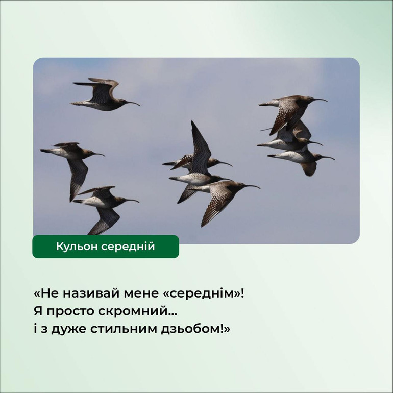 Кульон середній у зграї
