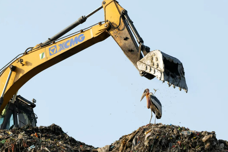 Зображено рідкісного птаха марабу індійського, який перебуває під загрозою зникнення