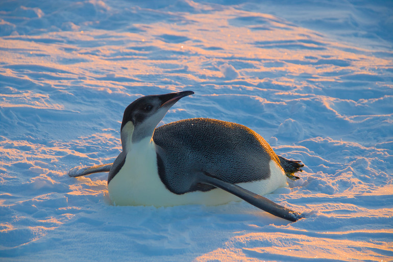 Імператорські пінгвіни для гніздування обирають холодні території.